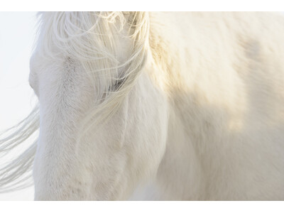 フジフイルム スクエア 企画写真展　岡田 敦写真展「ユルリ島の馬」～The Horses of Yururi Island～