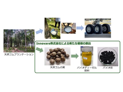 世界初！天然ゴムの実からバイオ燃料やメタンガス、バイオ炭の創出