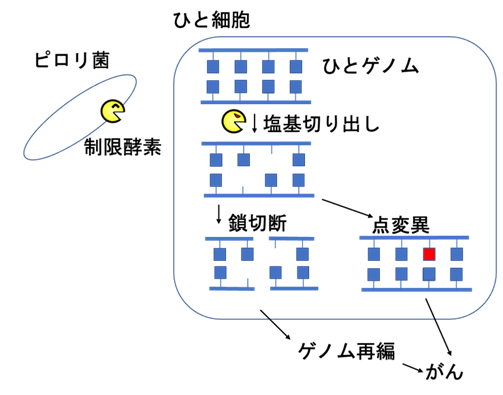 細菌の「DNAを切るハサミ」によるひとゲノムの書き換えががんを起こす