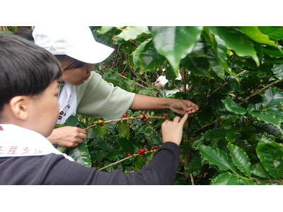 持続可能な国産コーヒーの生産を目指す「徳之島コーヒー生産支援プロジェクト」で「コーヒーチェリー収穫祭」を実施