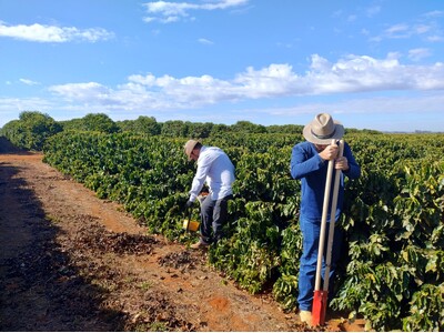 味の素AGF(株)、ブラジル連邦共和国/コーヒーにおける再生型農業実証事業が、経済産業省の令和6年度補正...