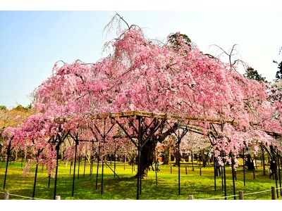 「京都の四季を味わう神山湧水珈琲会」～桜香る 春のカフェ体験～ を開催