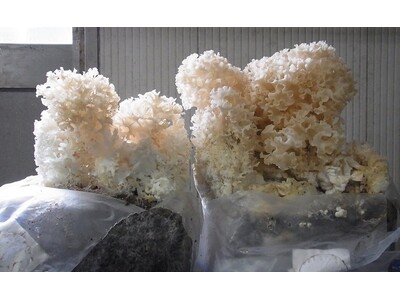 コーヒー抽出後の粉をハナビラタケの栽培に使用することでハナビラタケの新たな効果を発見
