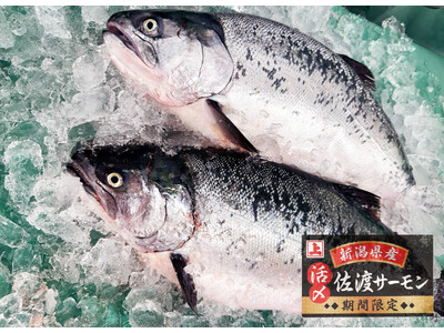 【角上魚類】新潟直送の国産養殖「活〆佐渡サーモン」を期間限定で販売開始。