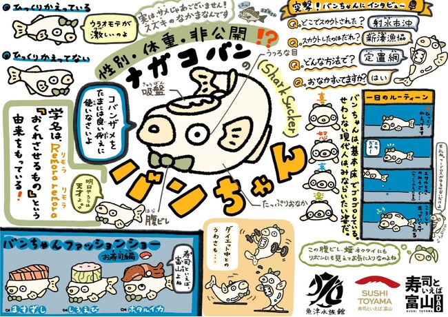 富山の寿司を盛り上げる「寿司といえば富山DAO」と「魚津水族館」が連携！コバンザメのキャラクター「バンちゃん」を通じて富山の魅力を全国へ発信