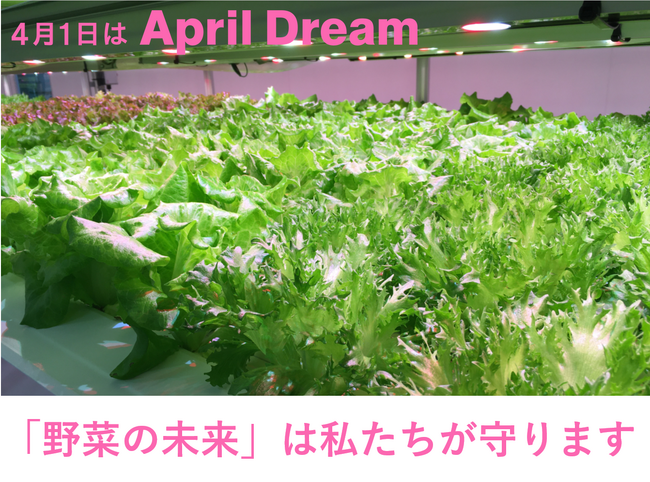 株式会社ＦＡＭＳ：「野菜の未来」は私たちが守ります！