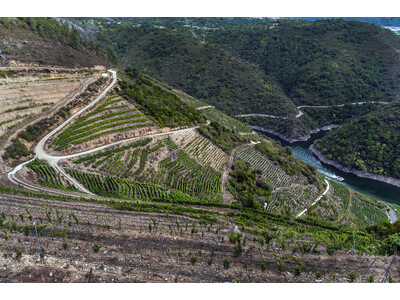 【60本限定】スペイン・ガリシア地方のワイナリー「アデガス・ギマロ」より古木のブドウから造られた上級白ワ...