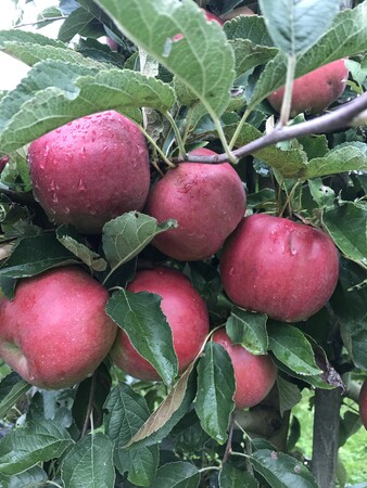 有機栽培のりんご、みかんを贅沢に使用したオーガニックフルーツハーブティー新発売！のメイン画像