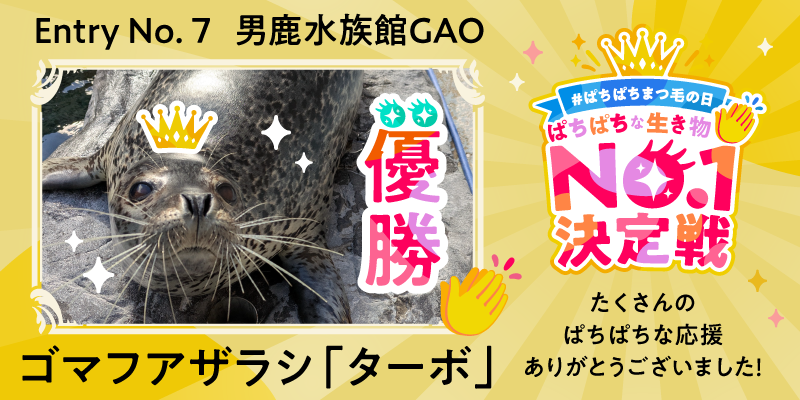 スカルプＤまつ毛美容液主催「ぱちぱちな生き物No.１決定戦」全国8か所の動物園・水族館対決を制したのは、男鹿水族館GAO・腹太鼓自慢のゴマフアザラシ「ターボ」！
