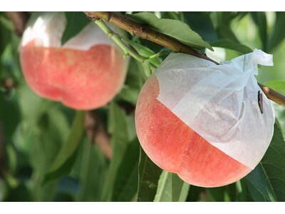 【オールインクルーシブの宿｜花水晶】旬の味覚をまるごと体験！桃狩り・ぶどう狩り付き宿泊プラン販売開始