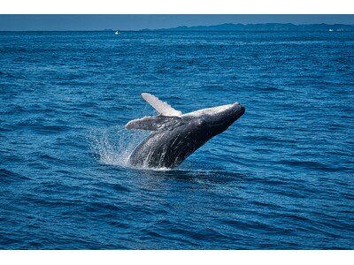【1枠限定】Arteが手掛ける沖縄の海で“唯一無二のホエールスイム体験”を特別販売開始