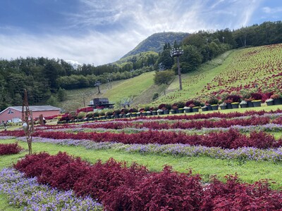 【地元再発見】秋は「近場」で絶景体験！スキー場のゲレンデが真っ赤に染まる、北関東最大級のコリウスガーデンが見頃