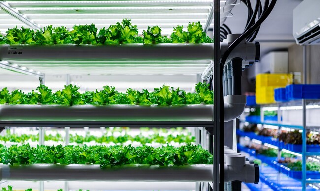 大阪・関西万博で猛暑に負けない未来の農業を体験!1畳のスペースで月間20kgの葉物野菜を生産できる「AGROT」を展示します。