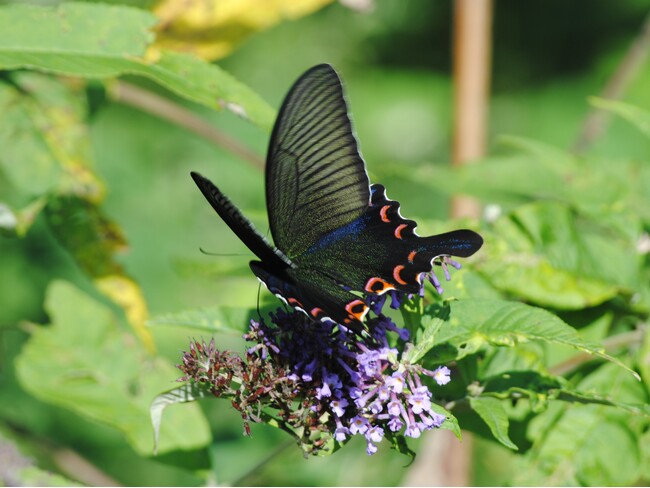 プレスリリース「希少種から謎多き種まで、ユニークで貴重な標本が集合！ミニ展示「東アジアのカラスアゲハの仲間」を開催します」のイメージ画像