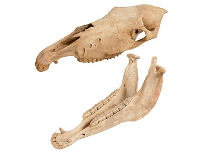 新春ミニ展示「午年展」～ウマにちなんだいろいろな標本～を開催します