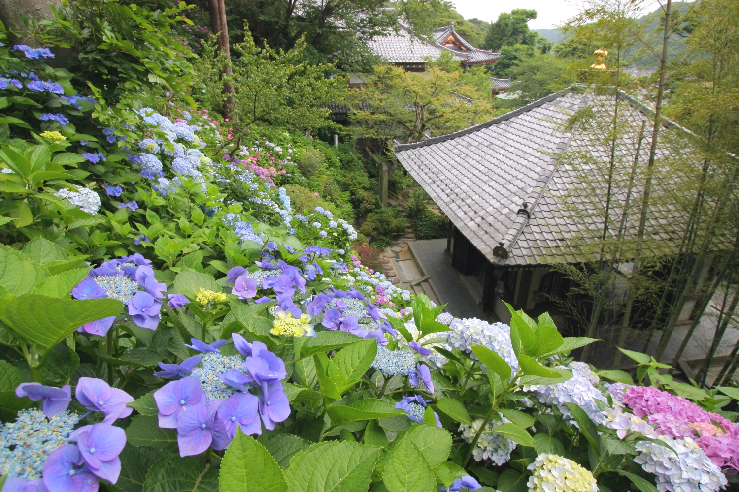 鎌倉長谷寺のあじさい路には、ネット予約のうえお越しください