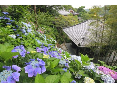 鎌倉長谷寺のあじさい路には、ネット予約のうえお越しください