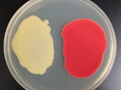 スマートセルによる「リコピン」の大量生産技術を開発しました