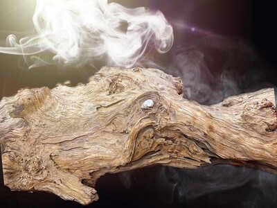 2024年は60年に１度の干支「木の辰（龍）」。樹齢2000年（推定）の世界遺産１トン超の「屋久杉龍」に触って、健康で幸せな1年を祈願。