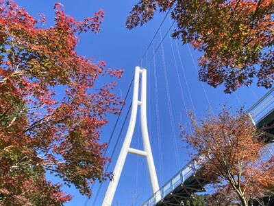 秋の紅葉ドライブにもぴったり！　新たな紅葉スポットも登場。三島スカイウォークのまるで空に浮かんでいる紅葉「空紅葉」が見頃