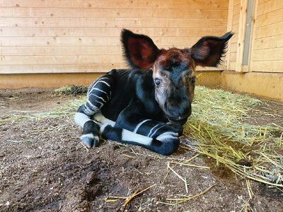 よこはま動物園ズーラシアで10年ぶりにオカピの繁殖に成功しました！