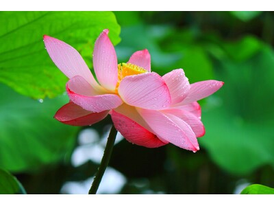 夏の彩りに出会う朝　横浜・三溪園にて「早朝観蓮会」を開催します（７月19日～８月11日の金・土・日・祝限定）