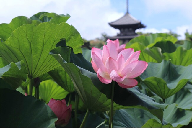 横浜・三溪園「早朝観蓮会」2026年7月25日(土)から開催