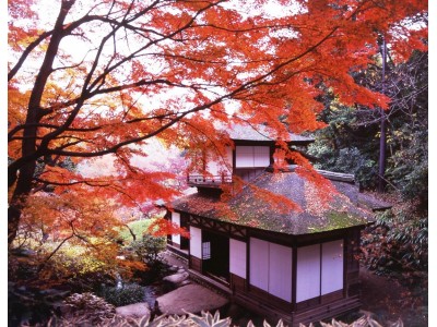 横浜で、日本の秋見つけた　―三溪園で楽しむ、古都色の紅葉