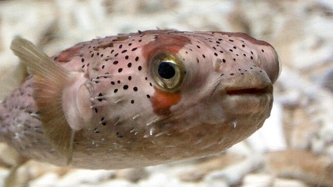 【下田海中水族館】海の生き物の話、それってウソ？ホント？～エイプリルフール企画展示で雑学を得よう!!～2026年3月20日（金・祝）～4月5日（日）