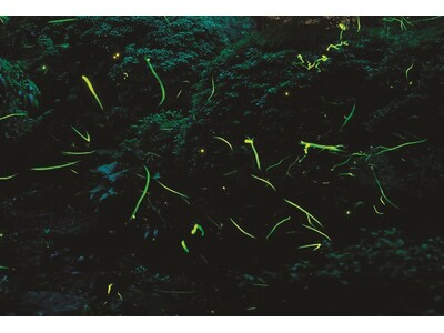 【箱根ホテル小涌園】箱根ホテル小涌園にて今年初の“蛍”飛翔を確認