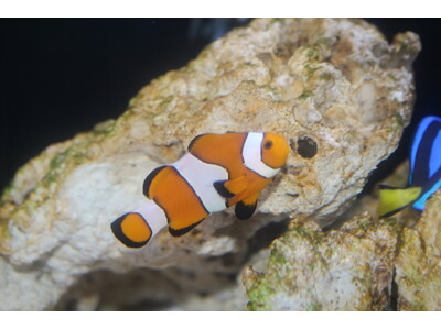 【下田海中水族館】海の中で見つけたパンプキン 水族館の魚がハロウィーンパーティー！？