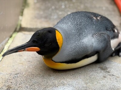 【下田海中水族館】『飼育動物の敬老の日』～長生きのオウサマペンギンを紹介～2026年9月21日（月・祝）