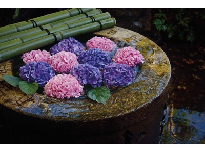 【ホテル椿山荘東京】 梅雨の風物詩“紫陽花”と“雲海”の饗宴を庭園で楽しめる！参拝前に手や口を水で清める...