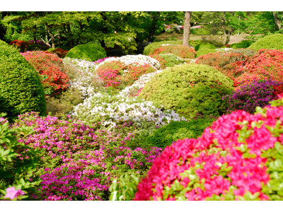 【藤田観光株式会社設立70周年　事業発祥の地「箱根小涌園」の地域イベント】箱根小涌園 「つつじ祭りふれあ...