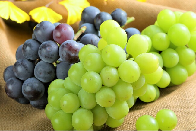 【ホテルグレイスリー札幌】きらめくシャインマスカットと秋を彩るランチ&スイーツビュッフェ 10月11日(土)~10月19日(日)開催