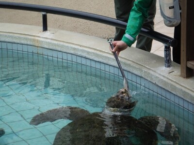 【下田海中水族館】七草の日にちなんだ餌やり体験を実施します　七草を食べるウミガメと無病息災を願おう！