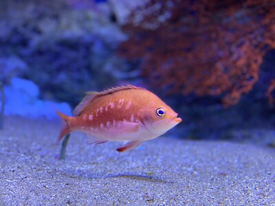 【下田海中水族館】今年は菜の花も！海に棲む「桜」と「菜の花」も見よう！～「みなみのさくらと菜の花まつり」...