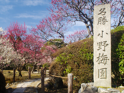 京都市内きっての遅咲きの梅「はねずの梅」が咲き誇る、隨心院『名勝・小野梅園 観梅会』。　　　　　　　3月...