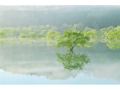 山形県の春の絶景映えスポット 2026年「白川湖の水没林」について