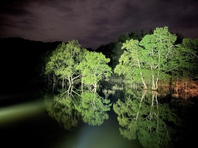 白川湖の水没林ライトアップ開催～水没林を照らす光と漆黒の闇が生み出す異空間アート～