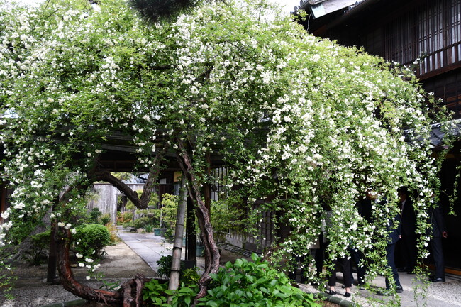 【愛知県半田市】日本最古・最大級！樹齢160年を超えハートの形になった「愛」を象徴する白モッコウバラを特別公開！