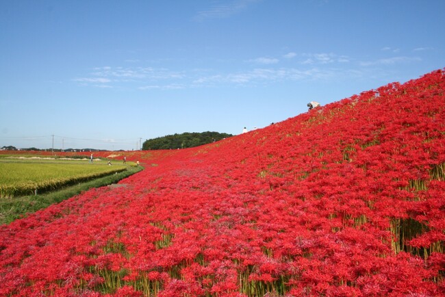 【愛知県半田市】地元の人々の手で守り受け継ぐ、童話「ごんぎつね」の情景 次代を担う子どもたちが矢勝川堤に彼岸花を植栽
