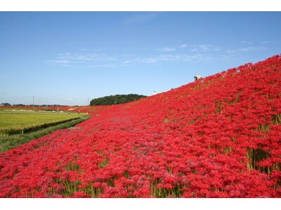 【愛知県半田市】地元の人々の手で守り受け継ぐ、童話「ごんぎつね」の情景 次代を担う子どもたちが矢勝川堤に彼岸花を植栽