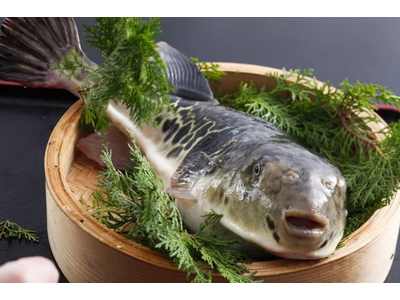 【お部屋でゆったり】京都で味わうふぐ料理 心も体も温まる ぷりぷりてっさとふぐ鍋、揚げ物を満喫するふぐ会席プランを予約開始 京都旅館「天橋立荘」