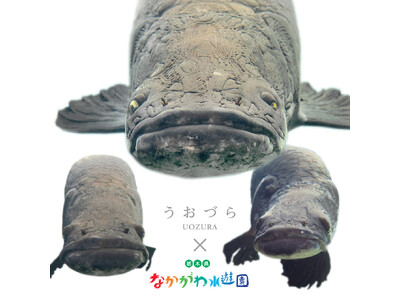 巨大淡水魚・ピラルクーのうおづら撮影に成功！