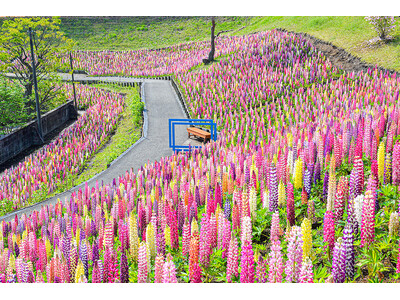春の丘を彩る色とりどりの「昇り藤」ルピナス祭り開催!!