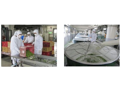 酒蔵の「本格梅酒の仕込み」開始