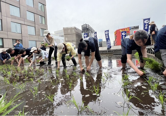 東京・銀座屋上の田んぼ「白鶴銀座天空農園」で自社開発酒米「白鶴錦」の田植えが無事終了！～日本酒文化の発信と屋上緑化、食育の取り組み～