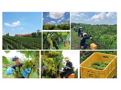 白鶴酒造は神戸ワイナリーの圃場で2025年のぶどうの収穫をスタート