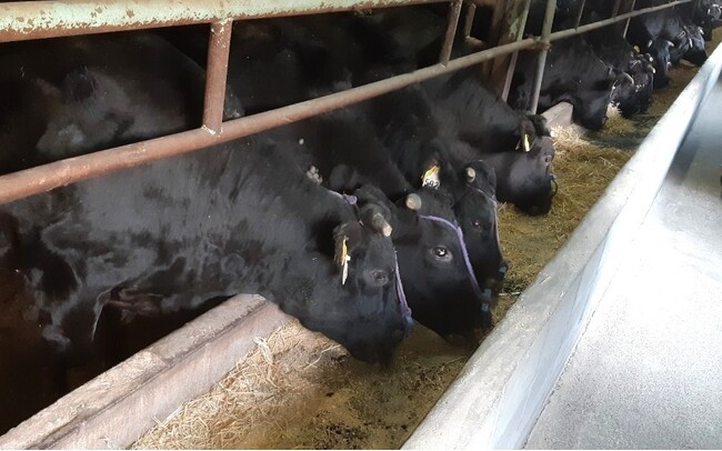 白鶴は清酒の副産物をアップサイクルした飼料「サケ炭(すみ)」で特許取得